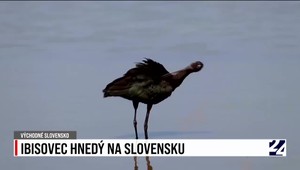 Na Slovensku prvýkrát spozorovali nový druh sťahovavého vtáka