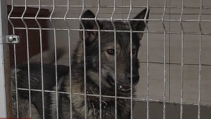 Zábavná pyrotechnika nie je pre zvieratá až taká zábavná