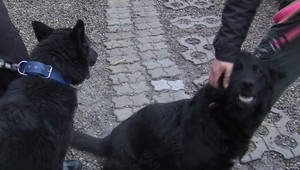 Bezbranným psom zachránili život dobrovoľníci. Majiteľ ich vraj chcel predať na masť