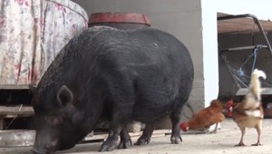 Tchor alebo prasiatko? Aj tieto zvieratá sa stávajú populárnymi domácimi maznáčikmi