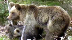 Medvedicu so štyrmi mláďatami považujú ochranári za úspech