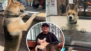 Tento pes sa sám prihlásil na polícii, že sa stratil