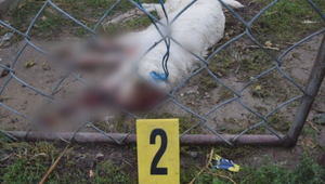 Dôchodca surovým spôsobom týral šesťročnú sučku Dolly. Na mieste zomrela