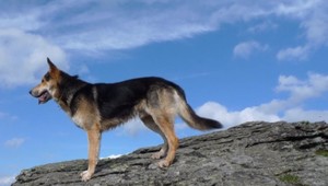 Na hory so psom. Záchranári to neodporúčajú