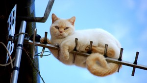 VIDEO. Keď mačky začnú vyvádzať...