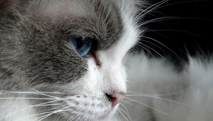 Hrdinská mačka: S trinástimi brokmi v hlave sa dokázala dostať domov