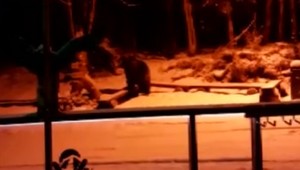 Medvede sa už prebúdzajú. Pracovníkov tatranského strediska čakal cestou domov poriadny šok