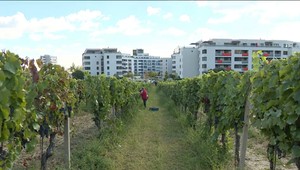 Úroda ovocia je dostatočná, no až štvrtina zrejme zhnije - oproti zahraničiu dostávajú u nás zberači málo