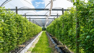 Sezóna slovenského ovocia je v plnom prúde. Sladké, extra veľké maliny či melóny bez jadierok nájdete v BILLA