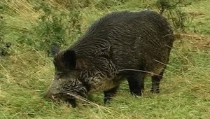 tvojenoviny: Pozor na diviakov, napadli aj dôchodkyňu