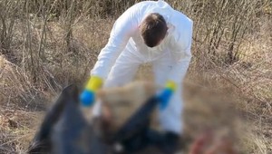 Šokujúci nález na Kysuciach: Poľovník našiel v kríkoch pohodené hlavy a vnútornosti dobytka