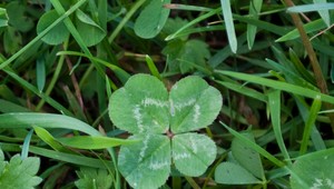 Kopec šťastia. Janka hľadá štvorlístky na počkanie