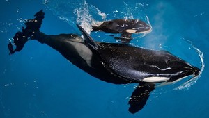 VIDEO: Kamery zachytili posledný pôrod kosatky