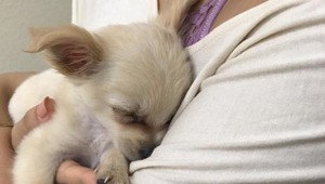 Žena zanechala na letisku srdcervúci list a malé šteniatko