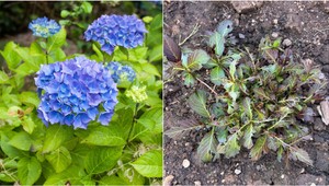 Pestujete hortenzie, no mladé výhonky máte ošklbané? Pozor, v záhrade máte TENTO problém!