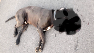 Kúsok od tragédie. Dva rozzúrené psy sa vyrútili na dôchodkyňu so sučkou, útok zastavili až guľky policajtov