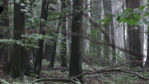 Nová zbraň v boji proti superbaktériám: Známa zlúčenina proti malárii zo stromov!