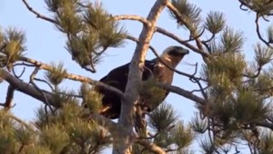 Pár Orlov Kráľovských zmizol