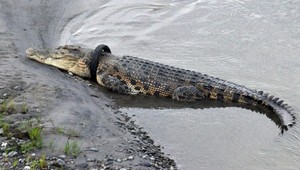 Krokodíl žil šesť rokov s pneumatikou okolo krku. Pozrite si záchrannú akciu