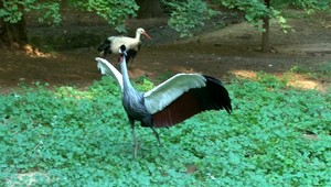 Žeriav, ktorého ukameňovali opití mladíci, kruto trpel