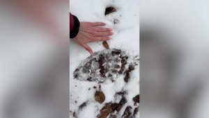 Medveď mal napadnúť muža na turistickom chodníku