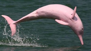 Záhadný ružový delfín. Albín alebo mutant?