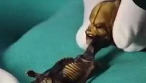 Pozostatky vesmírneho tvora na Zemi? Objav ohromil celý svet