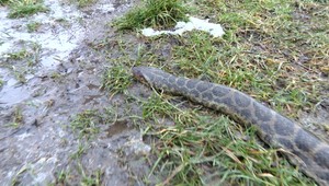 Záhadná smrť stupavskej anakondy. Utrpieť mala viaceré zranenia