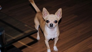 Hľadáme čivavu Tobiho! Stratil sa v Petržalke