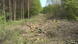 V Klokočove vyrúbali stovky stromov, obec nevydala súhlas