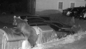 VIDEO: Mladý medveď navštevuje Liptov. Hoci ho špeciálne odplašia, on sa stále vracia