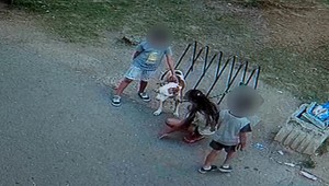 VIDEO: V Snine dohrýzol pes 13-ročného chlapca