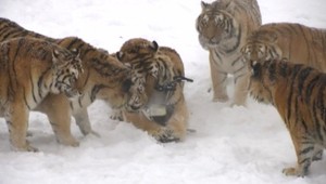 VIDEO: Zábery na sibírske tigre, aké ste ešte nevideli