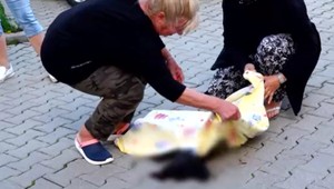 Laň zaútočila na malého psa pred vchodom bytovky:  Po kopancoch na mieste uhynul