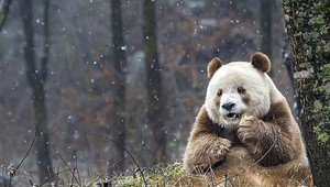 Pozrite si jedinú hnedú pandu na svete, jej príbeh vas dostane