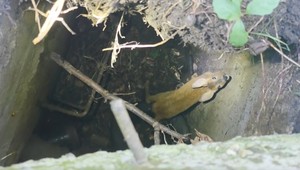 Dramatická záchrana v areáli TV JOJ. Uviaznuté sŕňa sa nakoniec dostalo k mame