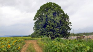 Chcete si zasadiť strom? Pozor, aby ste nespáchali priestupok