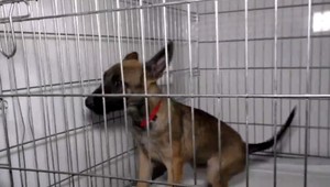 Mestské vodárne a vratné fľaše. Zvláštna kombinácia, ktorá pomáha zvieratkám