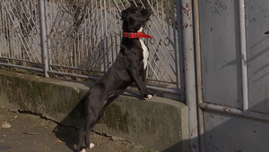 Miláčik ako nástroj pomsty? Brutálne video ukradnutého psa pobúrilo internet