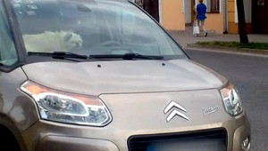 Pre psa záchranca nemôže rozbiť sklo na aute, iba ak zaplatí škodu