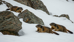 Svište v Tatrách spia až sedem mesiacov – a prebudiť sa skôr by ich mohlo stáť život