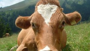 Miss krava, jalovice a dojnice bojovali o titul krásy