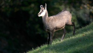 V Tatrách hynú kamzíky. Majú naozaj drsné podmienky na prežitie