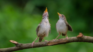 Turisti sa sťažovali na príliš hlasné štebotanie vtákov: Nakoniec z hotela odišli skôr