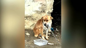 Otrasný prípad týrania: Zúbožený psík žil v ukrutných bolestiach. Majiteľom hrozí trest