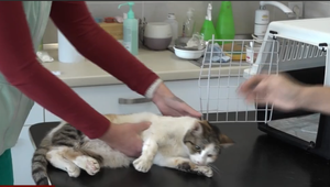 Každým dňom nové a nové formy krutosti. Deti sa zabávajú týraním mačiek