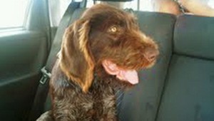 Stratil sa Hugo, drôtosrstý stavač, pomôžte ho nájsť!