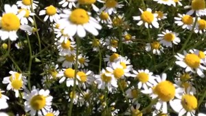 Slovensko má nový unikát. Prešovskí vedci vyšľachtili špeciálnu odrodu rumančeka