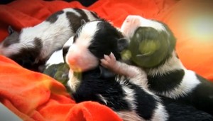 Týrané šteniatka: Hodiny viseli na elektrickom vedení, jedno zahynulo