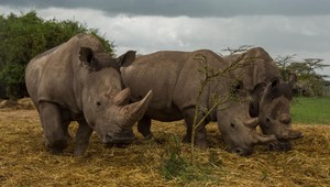 Fotograf Ján Husár sa kvôli smrti nosorožca rozplakal